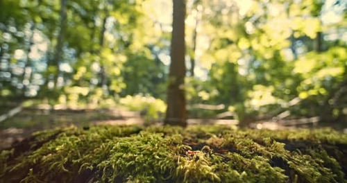 Tree Moss on the Ground and Defocused View of Trunk in the Forest Woods
