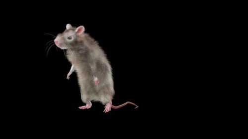 Realistic Gray Rat Standing and Looking Animation