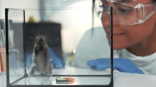 Young Scientist Observing Hamster in Laboratory Experiment