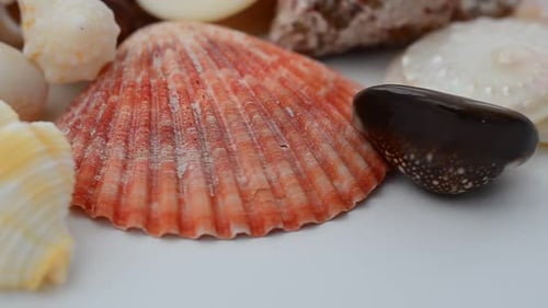 Cockleshells 9