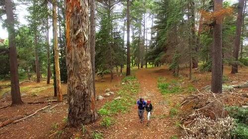 Couple hiking in the forest
