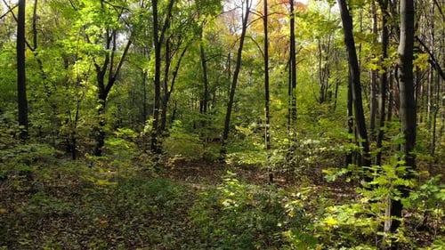 Beautiful Trail in the Autumn Forest or Park
