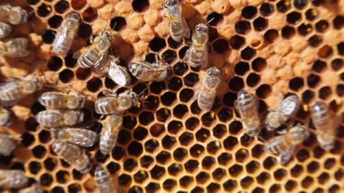 Bee Colony. Dark Honeycomb. Bees at Work.