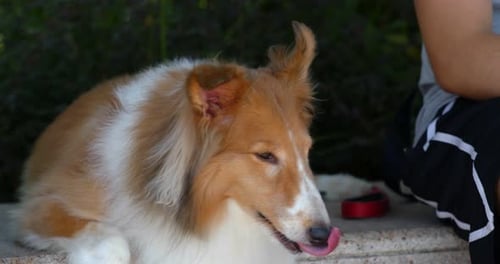 Adorable Dog Being Pet Outdoors During the Day