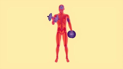 4K anatomy of a X-ray man doing Biceps Curls