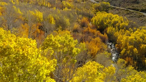 Flying Over the Bright Yellow Treetops of the Autumn Forest. Vibrant Natural Fall Colors.