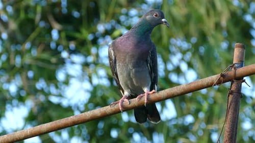 Pigeon Sitting on Stick in The Morning Light