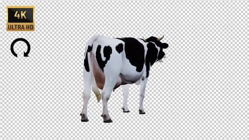 Cow İdle Back View