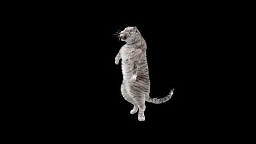 Weißer Tiger tanzt HD
