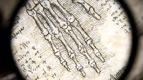 Anatomy art