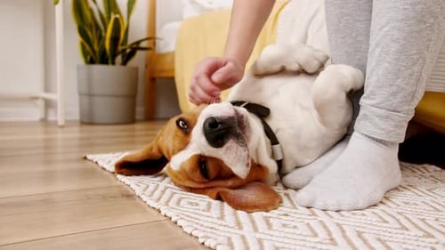 Basset Hound Getting Petted Indoors