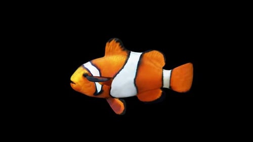 Clownfisch