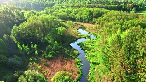 Fluss und grüner Wald bei Sonnenaufgang im Frühling.