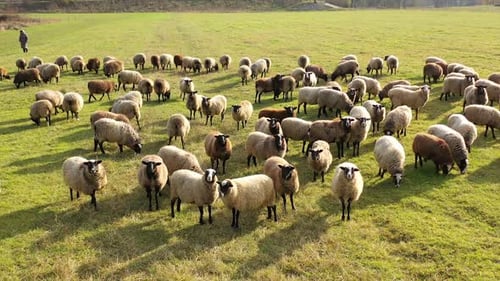 Herding a large flock of sheep. Aerial view of a farm with sheeps.