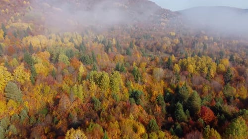 Autumn in the mountain forest. Autumn colors in forest aerial view.