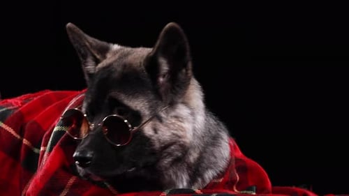 Stylish Dog Wearing Sunglasses and a Plaid Blanket