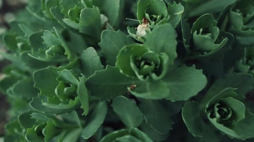 Green Bush Growing Among Other Plants