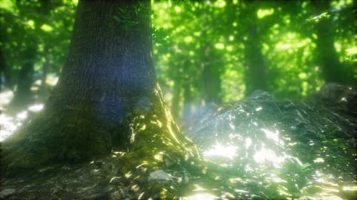 Sunbeams Shining Through Natural Forest of Beech Trees