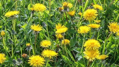 Closeup Yellow Dandelion Flowers Green Spring