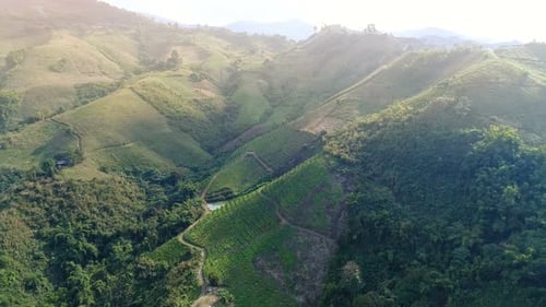 Beautiful Forest Aerial View