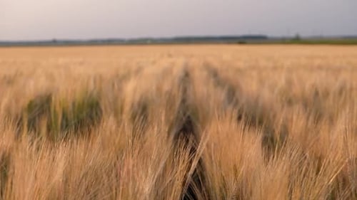 Golden Wheat Field Swaying in the Breeze