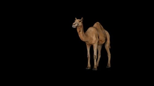 Camel Idle vorne
