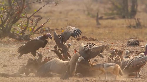 Lappet faced Vulture and White backed Vulture in Kruger National park, South Africa