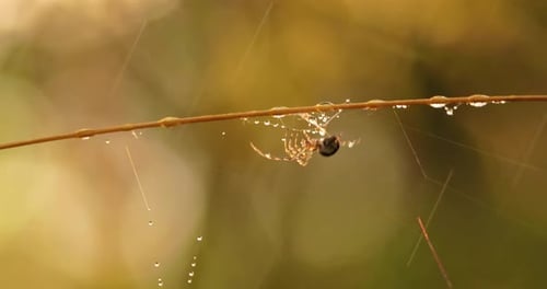 Raindrops on the Spider Web. Cobwebs in Small Drops of Rain.