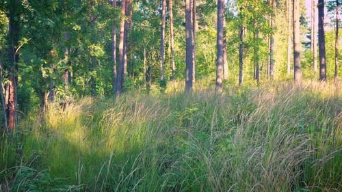Sommerlicher Wald