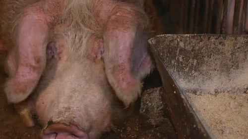 a big pig eats, a happy pig in a pig farm.