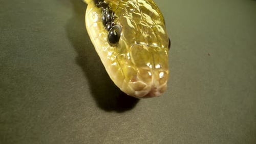 Thin-tailed Green Snake Crawling at Black Background. Close Up on Head.