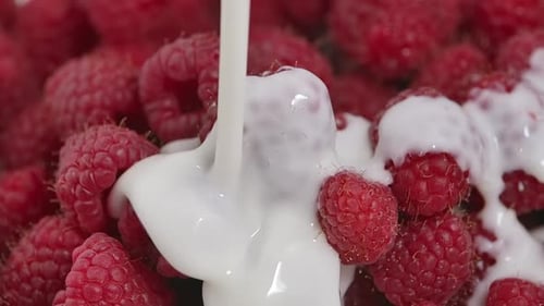 Verser des framboises fraîches juteuses dans de la crème ou du yaourt