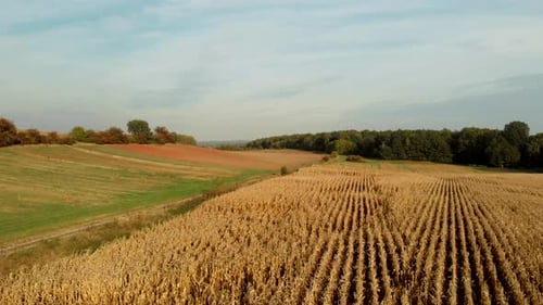 Flight over fields in sunset light.