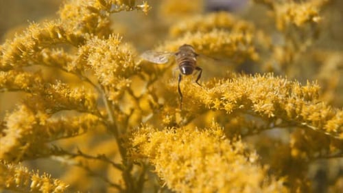 Honey Bee Flying To Land On Flower