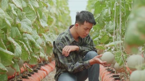 Un fermier asiatique tient du melon et vérifie le melon dans la maison verte de Melon Farm