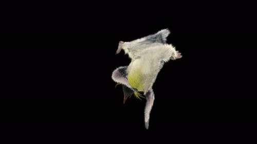 Penguin Dancing 4K