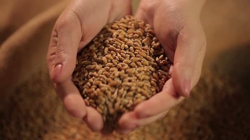 Hands Inspecting Wheat Grains in Burlap Sack