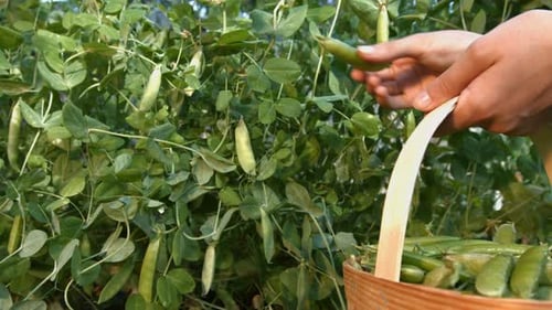 Woman Harvesting Fresh Green Peas From Garden
