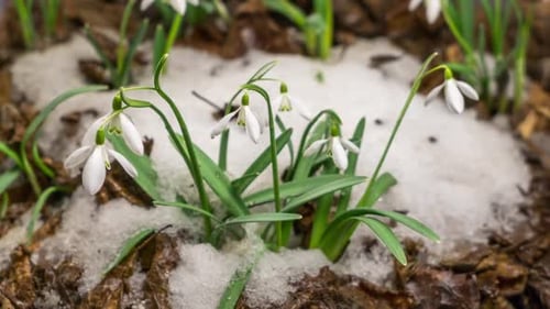 Frühling