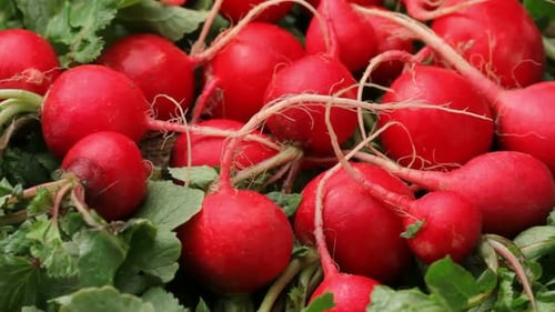 Vibrant Radishes Freshly Harvested from the Garden