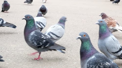 Große Gruppe von Tauben beim Gehen