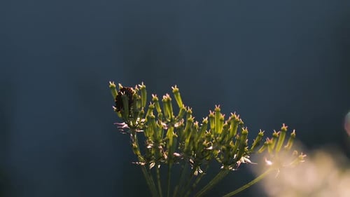 Macrocosm of summer meadow