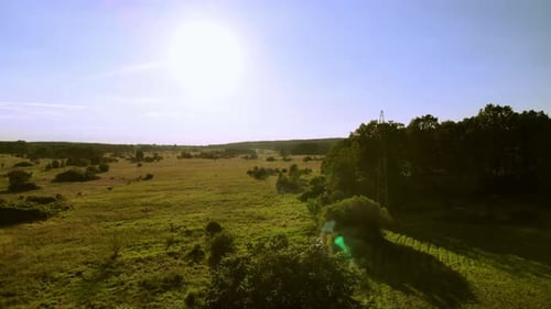 A forest area in the rays of the evening sun