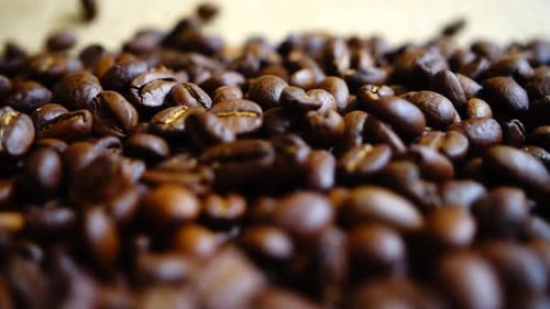 Fresh Coffee Beans Poured onto Burlap Sack
