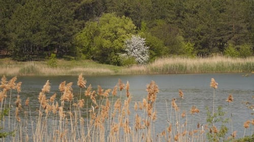 Flussufer im Frühjahr. Blühende Bäume sind an den Ufern des Flusses zu sehen