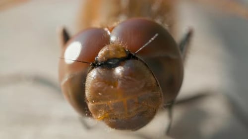 Makroaufnahme von Augen der braunen Libelle