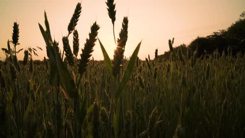 Golden Wheat Field at Sunrise or Sunset