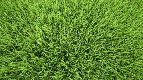 Boden-Landschaft Graslandmuster