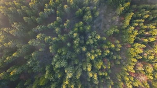 bosque