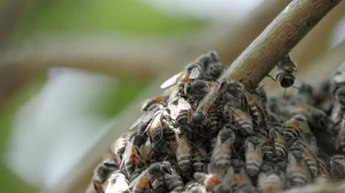 Bees Swarming on a Tree Branch Close Up